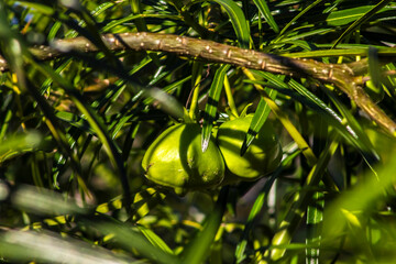 Fruit of the Cascabela thevetia is a poisonous plant native throughout Mexico and in Central America, and cultivated widely as an ornamental em um jardim no Brasil