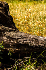 Fototapeta premium A fallen tree trunk in the grassy undergrowth on a farm in Brazil