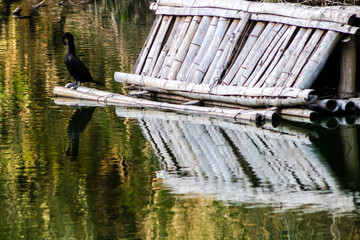 The cormorant (Nannopterum brasilianum) is a southern bird of the Phalacrocoracidae family. An aquatic bird, it dives in search of fish in a lake in a public park in Brazil.