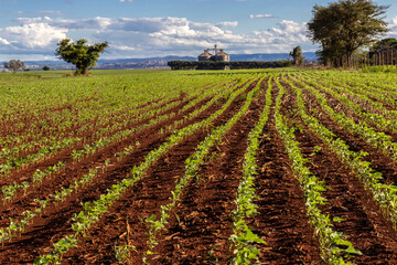 Obraz premium little green soybean plant on the field, with silos background, in Brazilian farm