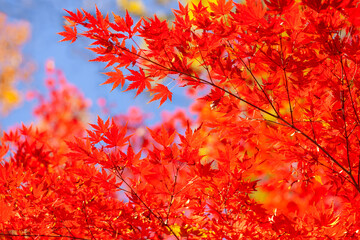 秋の紅葉