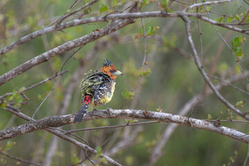 Crested Barbet