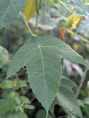 A detailed close-up of a single green palmate leaf with serrated edges and visible veins.