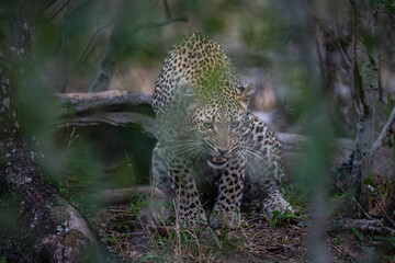 Leopard with teeth bared