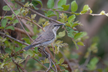 Female Marico sunbird