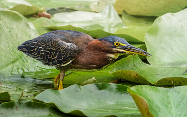 Green Heron in its natural habitat, stalking among lotus leaves on a tropical Colombian lake. A scene of patience, precision, and natural grace.