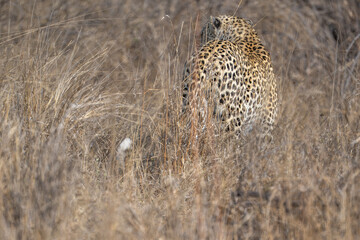 Hunting leopard