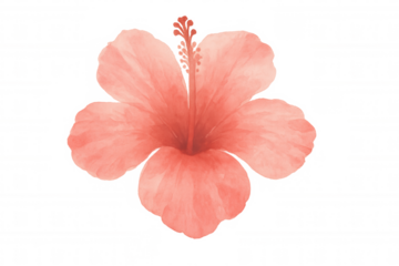Pink watercolor hibiscus flower illustration on transparent background, tropical botanical design element, summer floral artwork