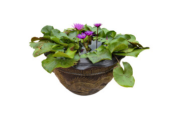 In a pot filled with water, a beautiful pink lotus flower was blooming and green lotus leaves. on White background.	
