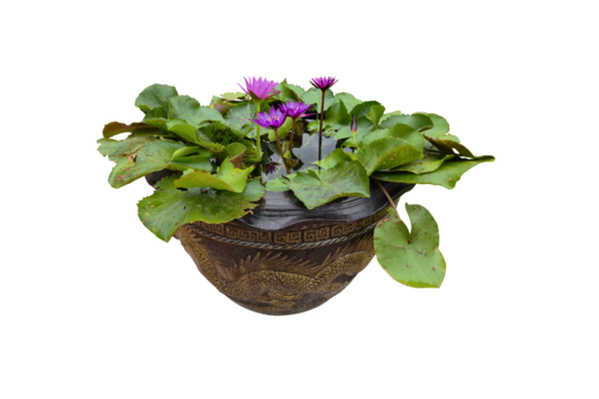In a pot filled with water, a beautiful pink lotus flower was blooming and green lotus leaves. on White background.	
