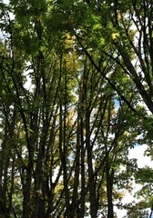 Broad maple leaves start to change color in October