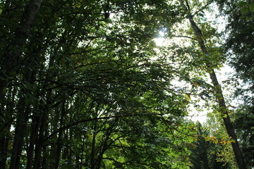 Fototapeta premium Sunlight filtering through the canopy of tall trees