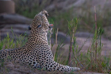 Yawning Leopard