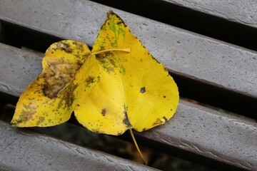 Two yellow leaves on the bench