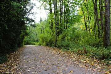Fallen leaves on a trail after the storm in September