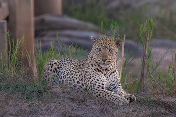 Leopard on alert