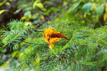 The fallen yellow leaf resting on an evergreen branch