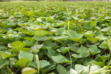収穫期を迎えたサツマイモ畑