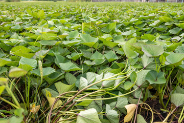 収穫期を迎えたサツマイモ畑