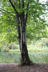 Graffiti on a tree trunk by the creek