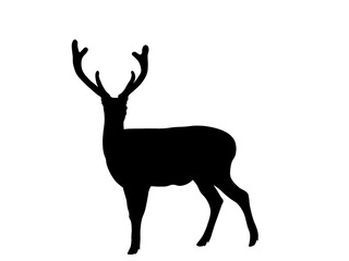Black deer