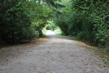 A path in the forest