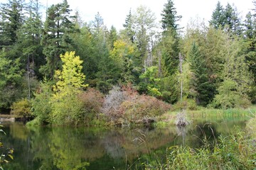 A serene pond in the forest with autumn color
