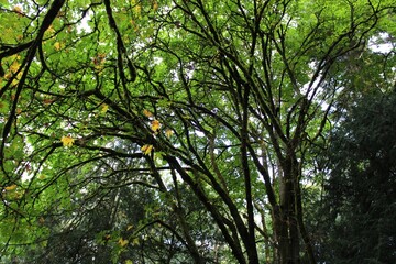 Maple trees in the forest