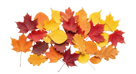 Gambar vibrant autumn leaves scattered on white background dengan detail birch, nature, orange, season, arrangement yang.