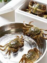 Live crabs in metal bowl and styrofoam container