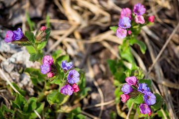 Delicate lungwort flowers in various shades of pink and blue-purple bloom on a forest floor, signaling spring's arrival amidst dry leaves