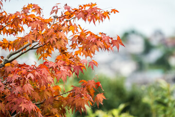 Japan Kyoto Kasamatsu Park Amanohashidate