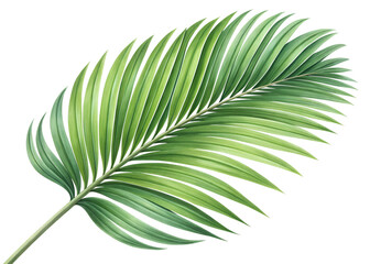 Obraz premium Vibrant Green Fan Palm Leaf Frond: Tropical Foliage Isolated Illustration