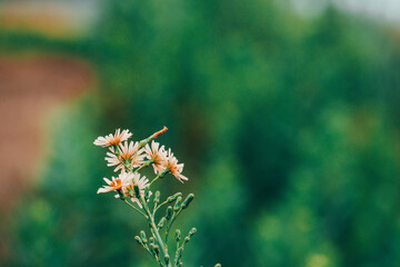 Japan Kyoto Tango Railway Yura River Bridge