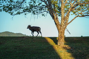 Japan Nara deer Nara Park deer 