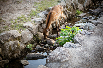 Japan Nara deer Nara Park deer 