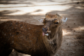 Japan Nara deer Nara Park deer 
