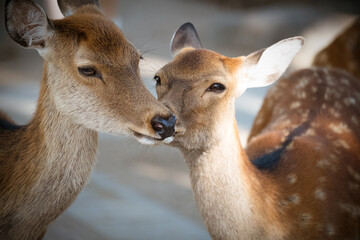 Japan Nara deer Nara Park deer 