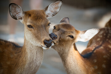 Japan Nara deer Nara Park deer 