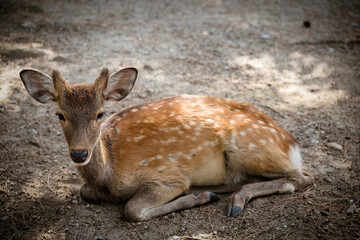 Japan Nara deer Nara Park deer 