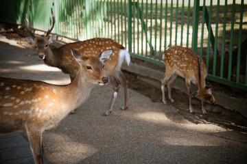 Japan Nara deer Nara Park deer 