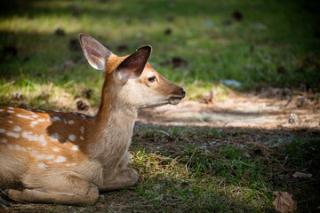 Japan Nara deer Nara Park deer 