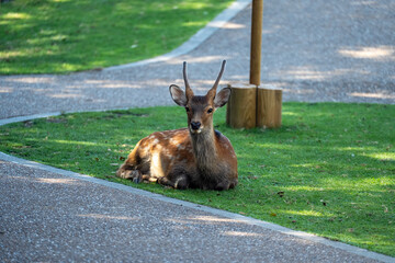 Japan Nara deer Nara Park deer 