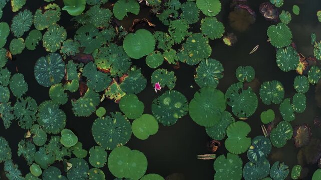Top Down View of Pink Water Lily and Green Lily Pads in Pond