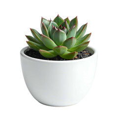 Green succulent plant with red tips grows in a white pot.