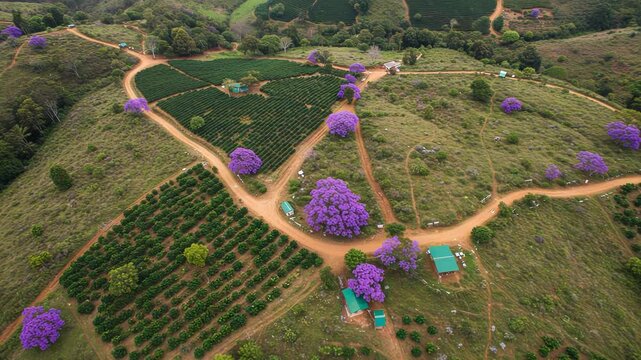 Aerial view of farmland with jacaranda trees in full bloom, creating a vibrant scene