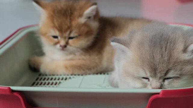 Tiny tired kittens napping in a tray, close-up, selective focus. Two funny baby cats sleeping in a box.