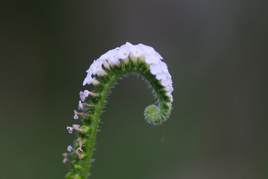Close-up of a small white flower cluster curling like a scorpion's tail, set against a smooth, dark green background.