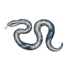 Detailed ink illustration of a snake drawn with fine lines on white background. Perfect for wildlife art, vintage posters, educational materials, and zoological studies.