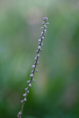 close up of a poppy flower